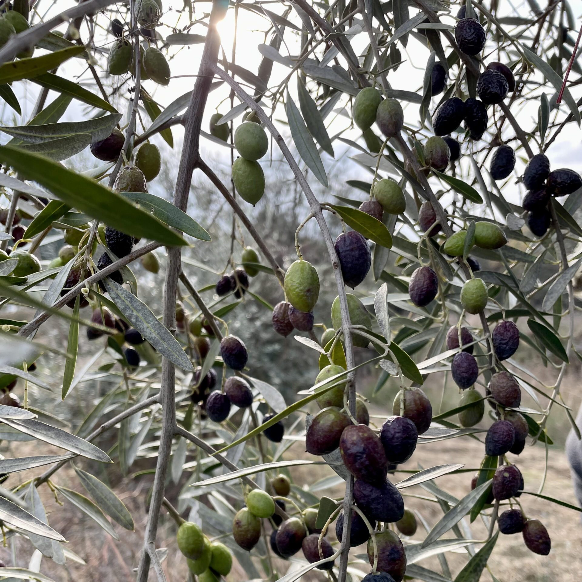 lagarto olive